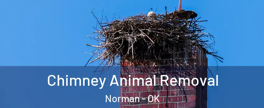 Chimney Animal Removal Norman - OK
