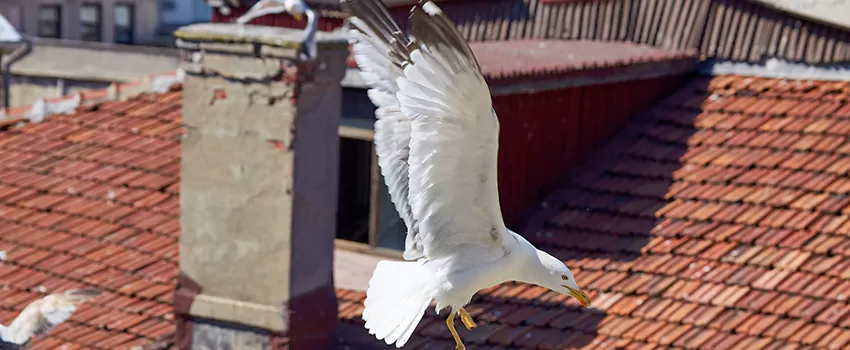 Residential Chimney Animal Removal Solution in Norman, OK