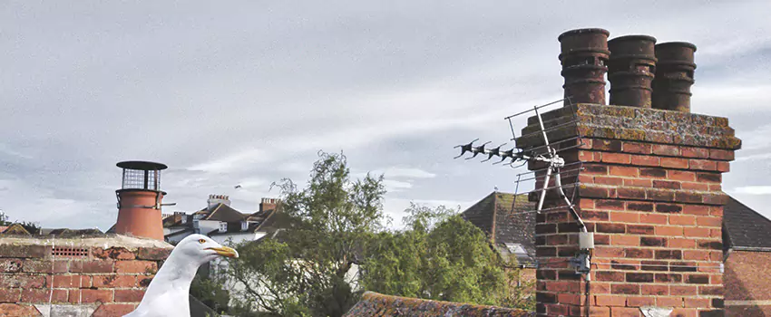 Chimney Cleaning And Restoration in Norman, Oklahoma